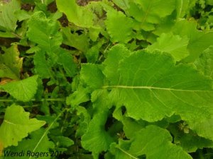 turnip leaves in the garden